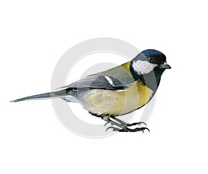 Great Tit bird