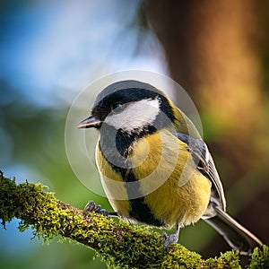 great tit bird animal, AI generated