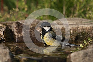 Great tit in a bird bath
