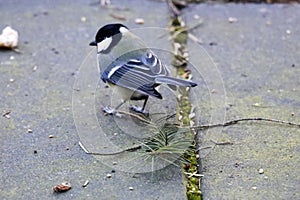 Great tit bird in close-up view at the Veluwe