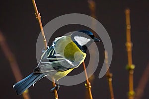 Great tit bird Parus major on branch of bush, near bird feeder.