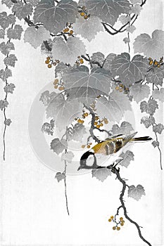 Great tit bird on a paulownia branch vintage illustration, remix from original artwork