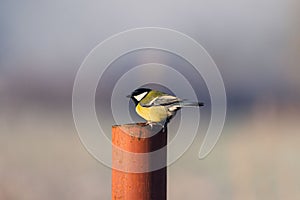 Great tit bird perched atop a pole with a hazy sky in the background