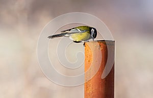 Great tit bird perched atop a pole with a hazy sky in the background