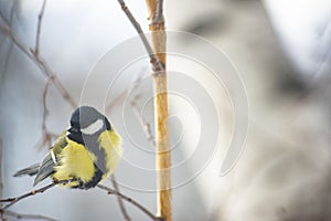 Great Tit Bird Perched on a Branch