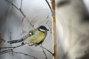 Great Tit Bird Perched on a Branch