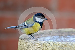 Great Tit bird perched