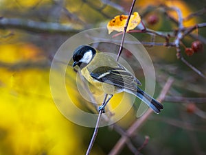 Great tit bird sitting on the branch of a tree