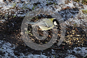 A Great Tit bird on the snowy floor int he forest