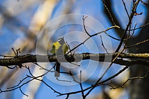 Great tit bird on tree. Parus major