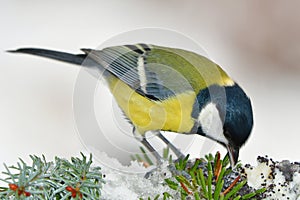 Great tit bird in winter time