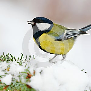 Great tit bird in winter time