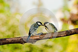 Great tit birds feeding