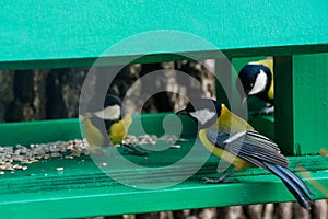 Great tit birds Parus major at bird feeder