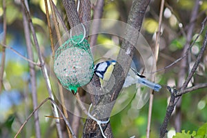 Great tit, blue tit eats fat ball at the manger in the branches of trees