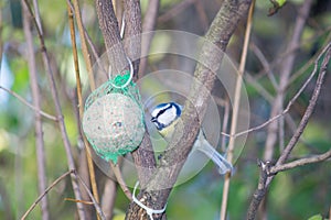 Great tit, blue tit eats fat ball at the manger in the branches of trees