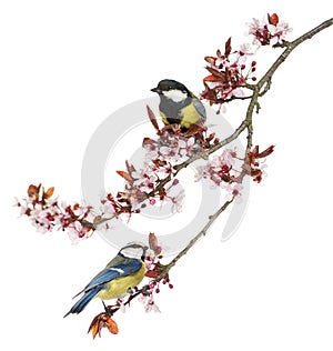 Great Tit and Blue Tit perched on a blossoming branch, isolated