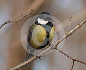 Great tit on the branch