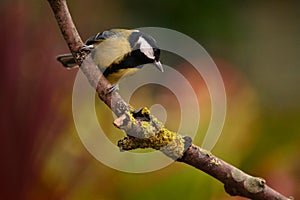 Great tit branch