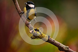 Great tit branch