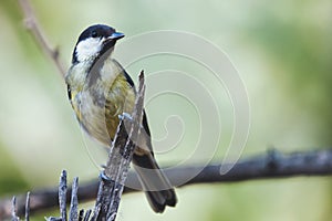 Great tit on branch with beautiful summer background. Little songbird in nature forest.