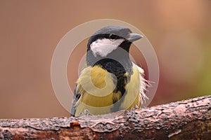 Great tit branch