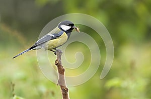 Great tit, on a branch with spider in beak