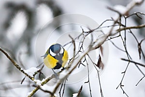 Great tit on a branch