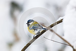 Great tit on a branch