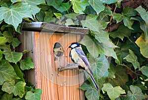 Great tit with catterpilar feeding young in a nest box. Surrounded by ivy plants. Close up bird life.