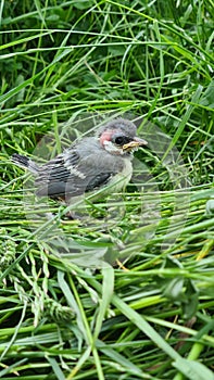 Great tit chick