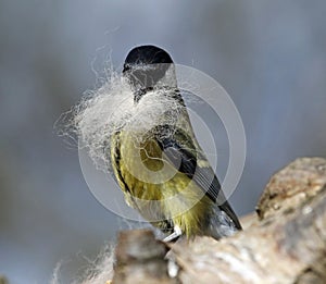 Great tit collecting dog fur