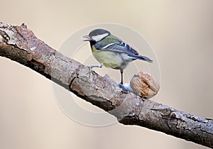 Great tit on a diagonal branch with walnut and sticking out tongue