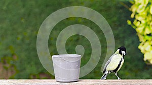 Great tit eating bird food from flower pot