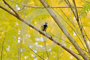 Great tit eating insects on a branch