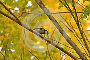 Great tit eating insects on a branch