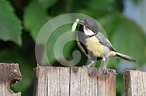 Great tit eating larvae on a fance