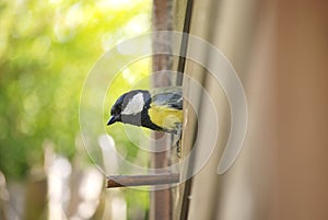 Great tit exiting nest box