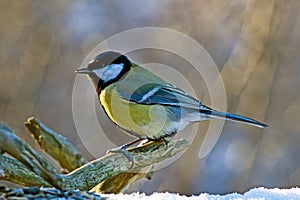 Great Tit facing the sun