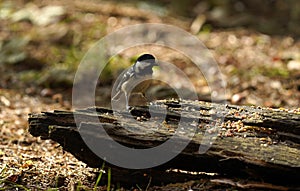 Great Tit feasting on seeds and nuts on some rotten wood