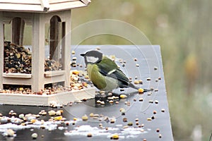 Great tit at feeder in cloudy winter day