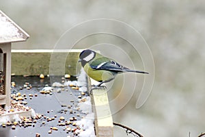 Great tit at feeder in cloudy winter day