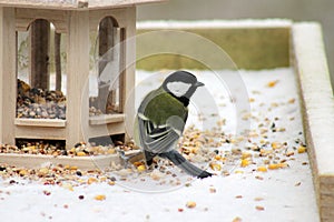 Great tit at feeder in cloudy winter day