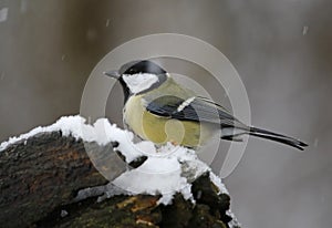 Great tit feeding in the snowy woods