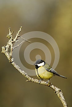 great tit in the field