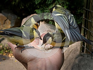 Great tit fledgelings eating in hand