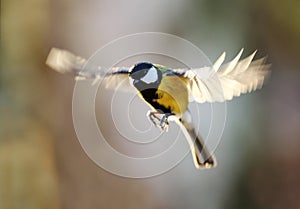 Great tit in flight