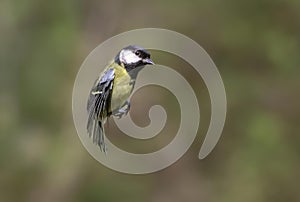 Great tit flying by grass and trees