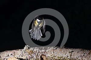 Great tit flying over a branch in Espejo, Alva photo