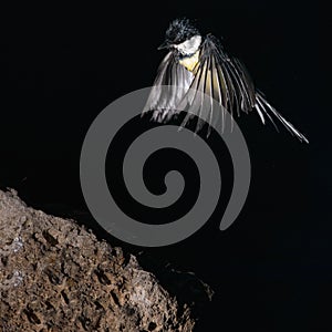 Great tit flying over a branch in Espejo, Alva photo